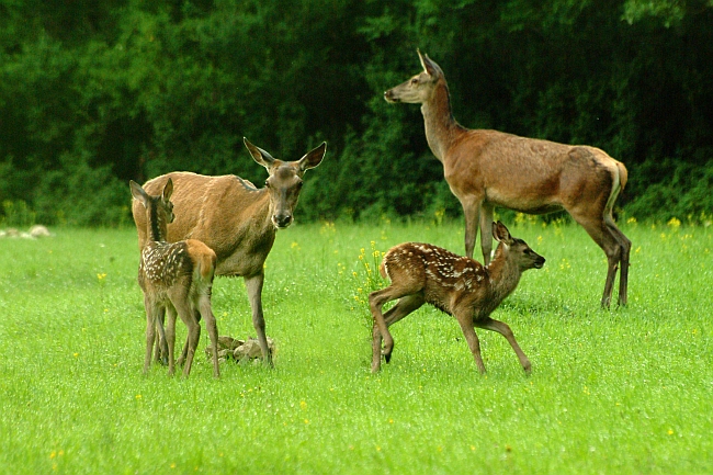 PASSIONE PER IL CERVO